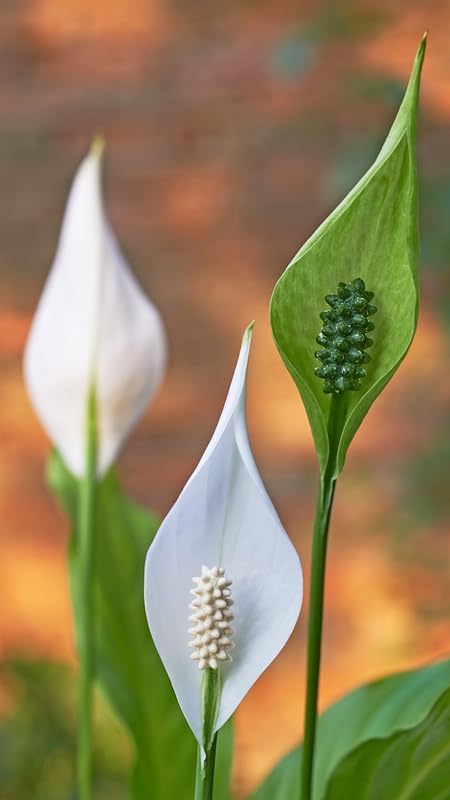 2 Green Peace Lily Live Houseplant - Live Indoor Houseplant with Elegant Leaves - 5 to 9 Inc Tall