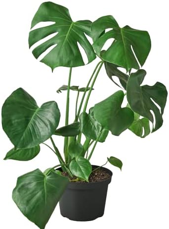 HOUSE PLANT SHOP | Monstera 'Split-Leaf' - 8" Pot | Live Indoor Plant | Easy to Care | Natural Décor Plant | Great Gifts | Free Care Guide