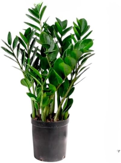 ZZ Plant 3/4/6/8" - Zamioculcas Zamiifolia Raven Plant- Indoor Easy Care House Plant - Live Plant (6" Pot – 15–18" Tall)