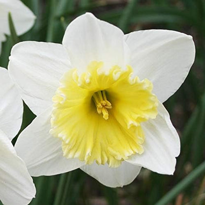 Ice Follies Daffodil Flower Bulbs - 4 Bulbs per Pack - Deer Resistant - Good as Cut Flowers - Good for Indoor Forcing - Grows Well in Containers - Naturalizing - Perennializing