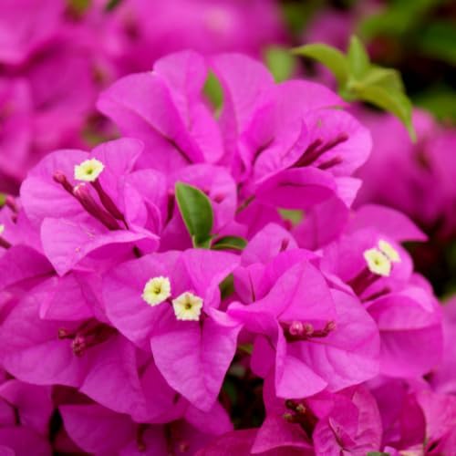 Set 2 Pink Bougainvillea Plants Live, 5-8" Perennial Colorful Bougainvillea Plant for Outdoor Garden, Patio, Well Rooted