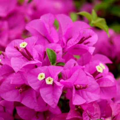 Set 2 Pink Bougainvillea Plants Live, 5-8" Perennial Colorful Bougainvillea Plant for Outdoor Garden, Patio, Well Rooted