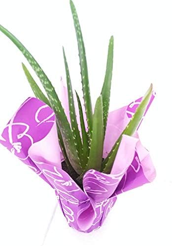 Aloe Vera - Medicine Plant - Gift - Plant Miracle Plant 4" Pot Wrapped Unique From Jmbamboo