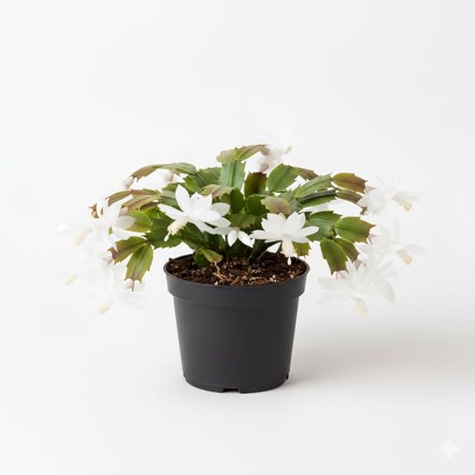 White Christmas Cactus Plants Live in 4 Inch Pot, Perennial Christmas Thanksgiving Cactus Plants Potted, Vibrant Flower Holiday Houseplant Indoors Outdoors