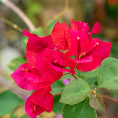Set 2 Pink Red Bougainvillea Plants Live, 5-8" Perennial Colorful Bougainvillea Plant for Outdoor Garden, Patio, Well Rooted