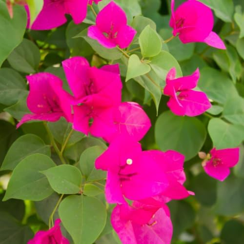 Set 2 Bright Pink Bougainvillea Plants Live, 5-8" Perennial Colorful Bougainvillea Plant for Outdoor Garden, Patio, Well Rooted