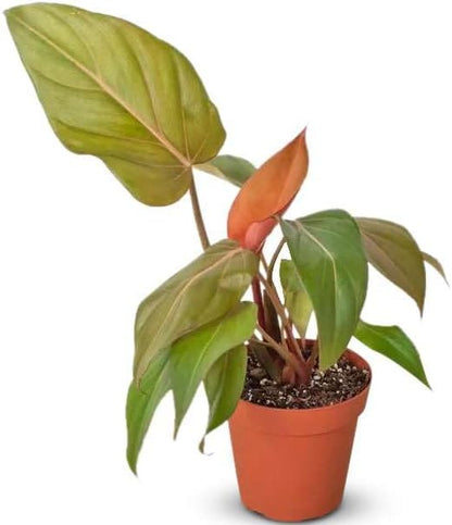 Philodendron Summer Glory Live Plant for Indoor | Different Houseplants in 4'' & 6'' Pot | Real House Plant for Living Room, Office, Desk & Bathroom | Heartleaf | Gloriosum Mccolleys