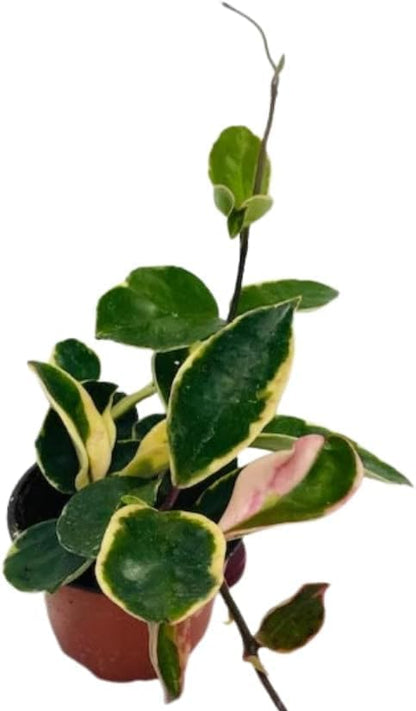 Hoya Albo Carnosa – Live Plant in 4″ Grower’s Pot, Easy to Grow Low Maintenance Indoor Houseplant, Live Indoor, Includes UniHeat Pack for Winter Protection