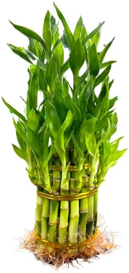 Live Two Tier Lucky Bamboo Plant - Bundle of 15 Stalks - Easy to Grow, Air Purifying, Live Indoor Houseplants Flowers for Home Office Wedding Decor & Giftable (Without Pot) (Heat Pack Included)