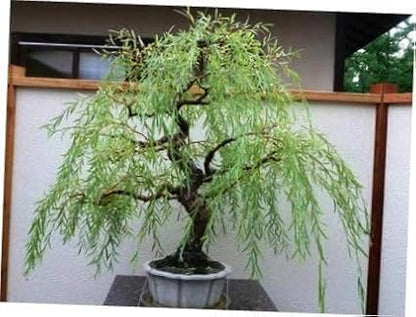 Australian Willow Bonsai Trees Fresh Cutting - Extensive Thick Trunks Fast Growing Light Bonsai Indoor Money Plant - Antique Piece for Your Home and Office