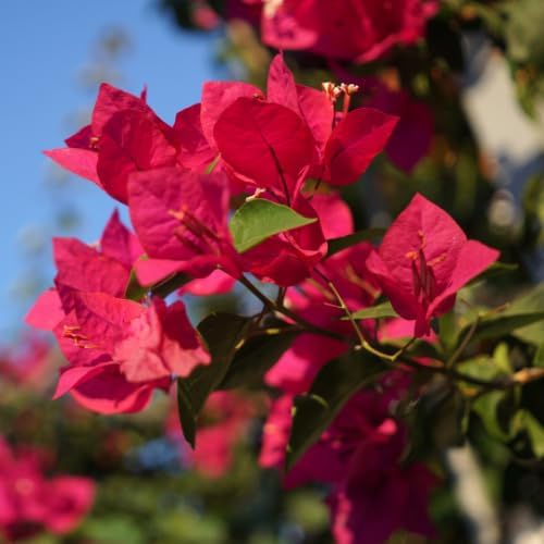 Set 2 Pink Red Bougainvillea Plants Live, 5-8" Perennial Colorful Bougainvillea Plant for Outdoor Garden, Patio, Well Rooted