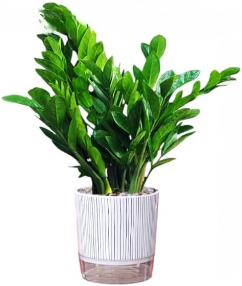 ZZ Plant 3/4/6/8" - Zamioculcas Zamiifolia Raven Plant- Indoor Easy Care House Plant - Live Plant (6" Pre-Potted in Self-Watering Pot)