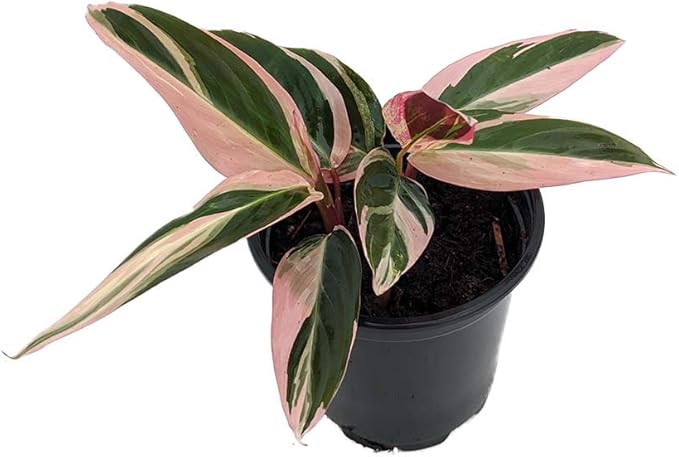 Tricolor Prayer Plant - Stromanthe triostar - 4" Pot - Live Plant