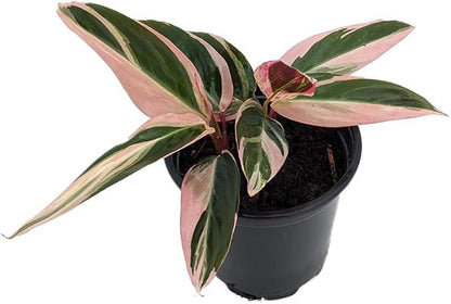 Tricolor Prayer Plant - Stromanthe triostar - 4" Pot - Live Plant