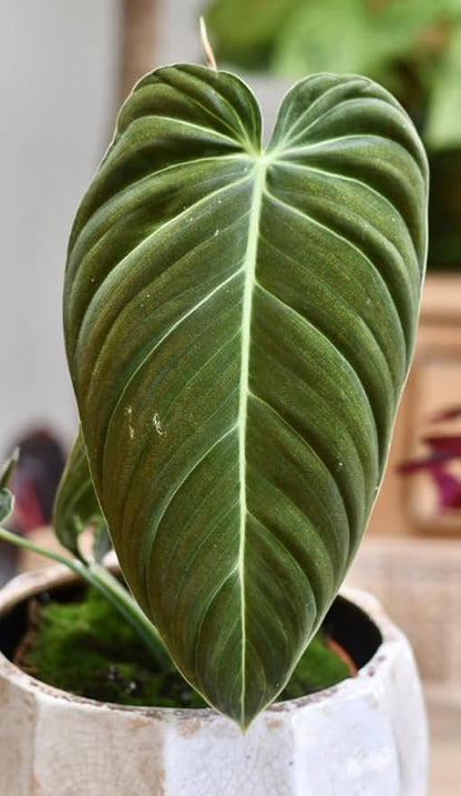 Variegated Philodendron Live Plant 4-8 Inches, Rare Indoor Houseplants for Container Growing (Long Leaves Philodendron)