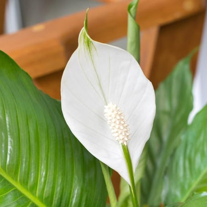 2 Green Peace Lily Live Houseplant - Live Indoor Houseplant with Elegant Leaves - 5 to 9 Inc Tall