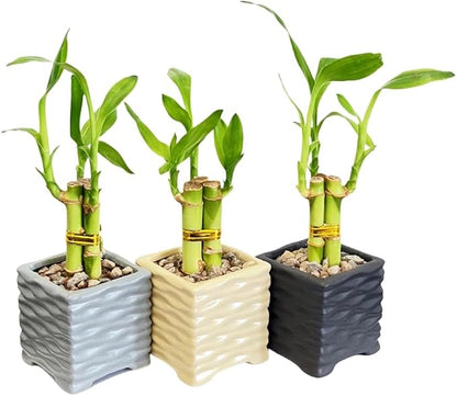 Coop & Harp 3-Stalk 4" Lucky Bamboo Live Indoor Plant with Ceramic Cube Textured Vase, Live Indoor Lucky Bamboo for Home, Office and Gift (Cube Gray)
