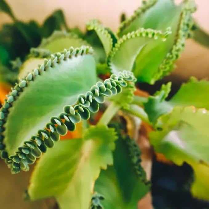 Mother of Thousands Kalanchoe Plants Live in 2" Inch Pot | Easy to Grow| Ideal for Beginners, Collections & Small Spaces