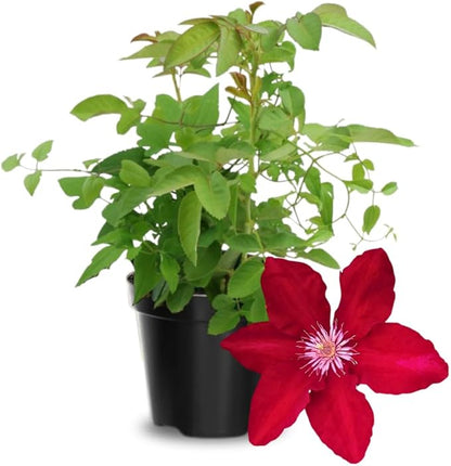 Red Clematis Vine Plant, Clematis Vine with Large Blooms Perennial, 2.5 Inc Pot for Outdoor Planting