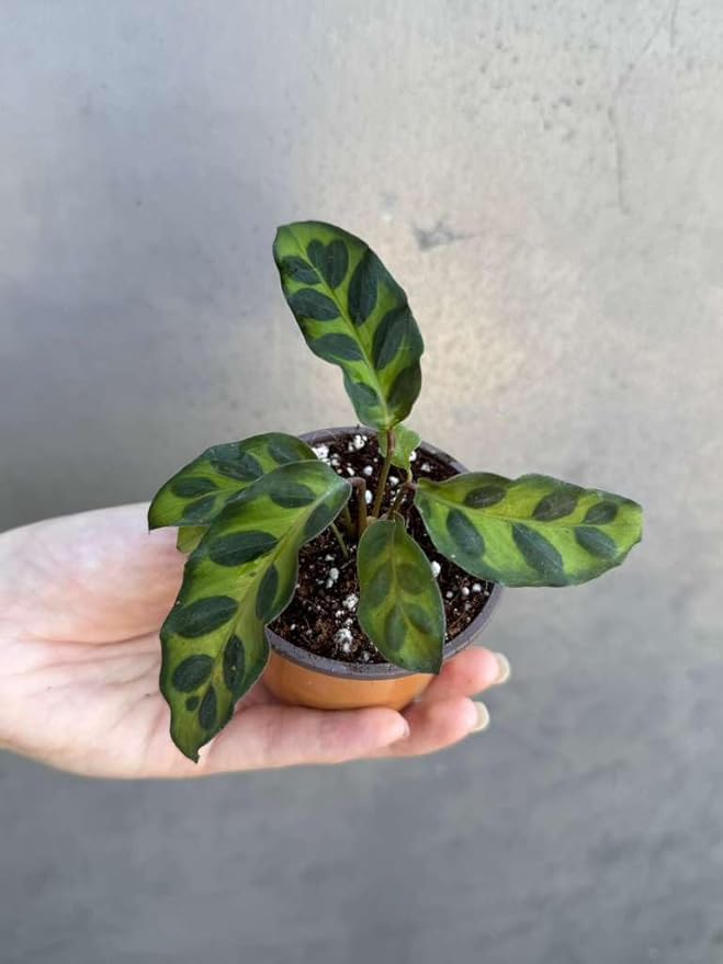 PLANTVERS Live Calathea Plant in 2" Grow Pot – Easy Care & Low Maintenance Tropical Houseplant – Air Purifying Indoor Plant for Low Light & Home Décor (Calathea Lancifolia)
