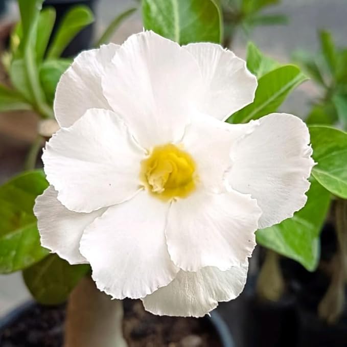 White Desert Rose Plant Live, Adenium Desert Rose Flowers, Perennial Flowers Succulent Plant, Vibrant Bloom, 4 to 7 Inch Tall, Well Rooted