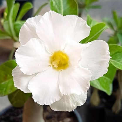 White Desert Rose Plant Live, Adenium Desert Rose Flowers, Perennial Flowers Succulent Plant, Vibrant Bloom, 4 to 7 Inch Tall, Well Rooted