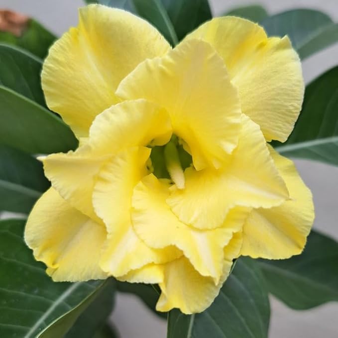 Double Yellow Desert Rose Plant Live, Adenium Desert Rose Flowers, Perennial Flowers Succulent Plant, Vibrant Bloom, 4 to 7 Inch Tall, Well Rooted
