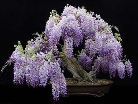 Blue Moon Wisteria Vine - Massive Foot Long Fragrant Flowers - Attract Hummingbirds - 2 - Year Plant by - Japanese Maples and Evergreens®