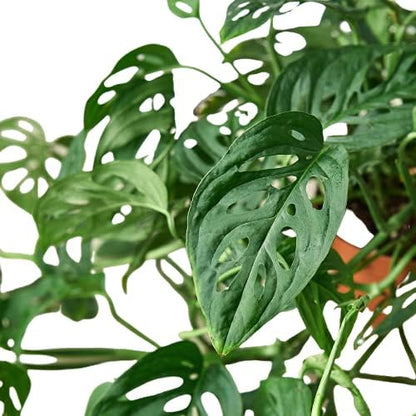 House Plant Shop | Monstera Adansonii 'Swiss Cheese' - 6" Pot | Live Indoor Plant | Easy to Care | Natural Décor Plant | Great Gifts| Free Care Guide