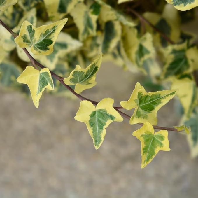 Live English Ivy Plant Indoor, Hardy English Ivy Plant, Variegated English Ivy Plant 4 Inc Pot for Gardening Indoor Outdoor