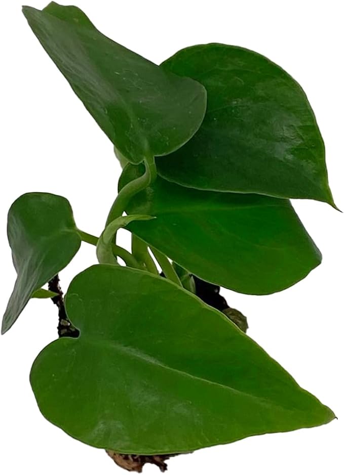ragnaroc Monstera Deliciosa 2ct – Live Plant for Indoor Outdoor Use, Garden & Landscaping – Live Arrival Guaranteed