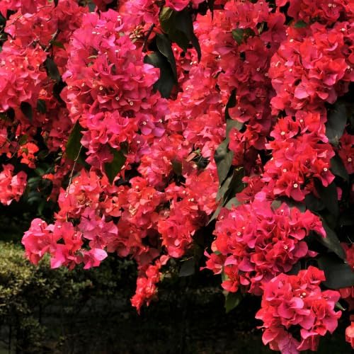 Set 2 Pink Red Bougainvillea Plants Live, 5-8" Perennial Colorful Bougainvillea Plant for Outdoor Garden, Patio, Well Rooted