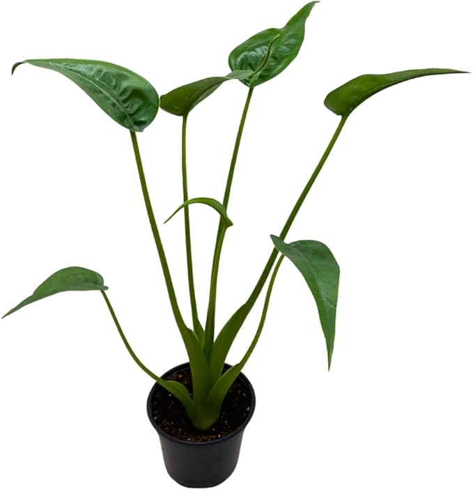 BubbleBlooms Alocasia 'Tiny Dancer' in a 4 inch Pot