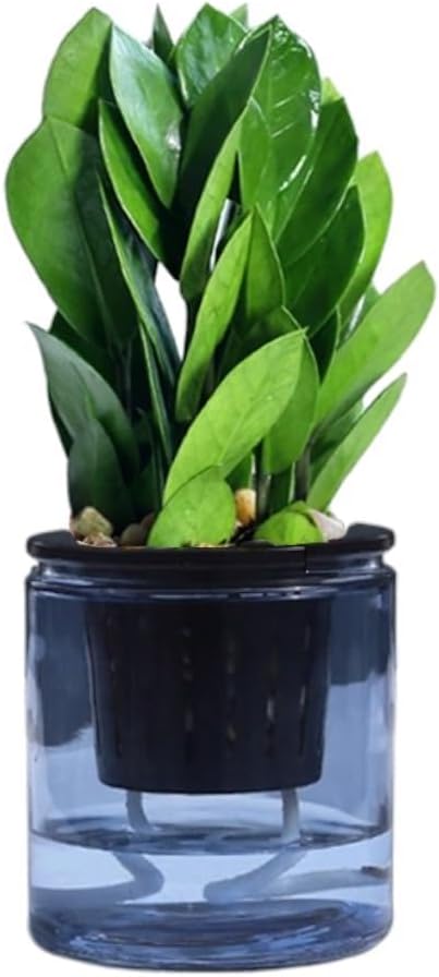 ZZ Plant 3/4/6/8" - Zamioculcas Zamiifolia Raven Plant- Indoor Easy Care House Plant - Live Plant (4" Pre-Potted in Self-Watering Pot)