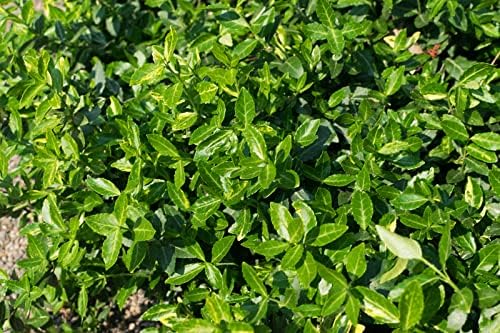 Greenwood Nursery: Live Ground-Cover Plants - Purple WinterCreeper + Euonymus Fortunei Coloratus - [Qty: 3X 3.5 Pots] - (Click for Other Available Plants/Quantities)