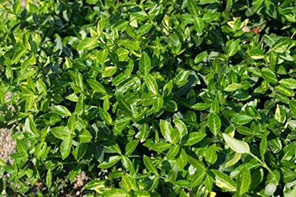 Greenwood Nursery: Live Ground-Cover Plants - Purple WinterCreeper + Euonymus Fortunei Coloratus - [Qty: 3X 3.5 Pots] - (Click for Other Available Plants/Quantities)