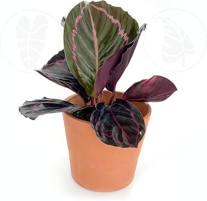 CoollectivePlants Calathea Rosceapicta Dottie – Live Calathea Plant in 4″ Growers Pot, Easy to Grow Live Indoor Plant, Low Maintenance Houseplant