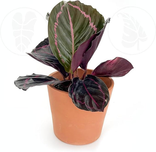 CoollectivePlants Calathea Rosceapicta Dottie – Live Calathea Plant in 4″ Growers Pot, Easy to Grow Live Indoor Plant, Low Maintenance Houseplant
