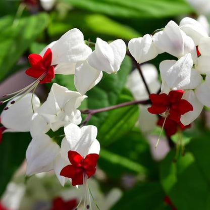 Bleeding Heart Plant Live, 4 to 8 Inch Tall, Clerodendrum Bleeding Heart Houseplant Well Rooted, Fragrant Bleeding Heart Vine (White Bleeding Heart)