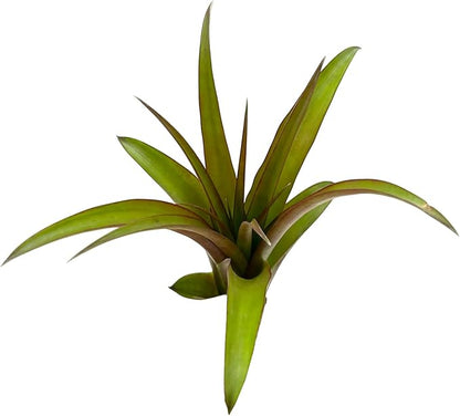 ragnaroc Air Plants - Tillandsia Red Capitata, Large 5-7” - 1ct - Live Arrival Guaranteed - House Plants for Home Decor & Gift