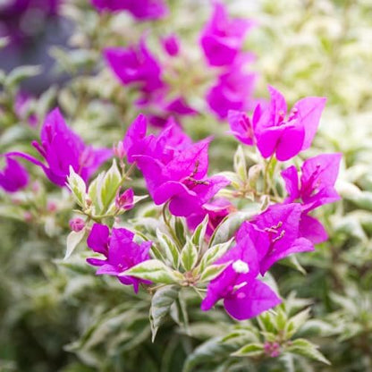 Set 2 Blueberry Ice Bougainvillea Plants Live, 5-8" Perennial Colorful Bougainvillea Plant for Outdoor Garden, Patio, Well Rooted