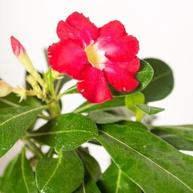 Red Desert Rose Plant Live, 4-7" Tall, Adenium Obesum Well-Rooted Succulent for Indoor Outdoor Displays