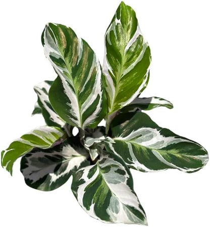 Calathea Live Plant in 4" Pot - Calathea Stella Plant Live - Pet Safe Easy to Grow Indoor Houseplants Flowers for Home Office Wedding Decor & Birthday Gift (Heat Pack Included)