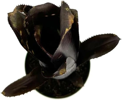 ragnaroc Live Plants – Bromeliad Billbergia Darth Vader, 8-12" in 4" Pot - 1ct - Live Arrival Guaranteed - House Plants for Home Decor & Gift