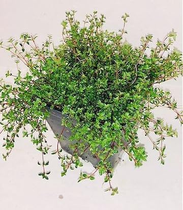 Greenwood Nursery: Live Ground-Cover Plants - Red Creeping Thyme + Thymus Praecox 'Coccineus' - [Qty: 5X Pint Pots] - (Click for Other Available Plants/Quantities)