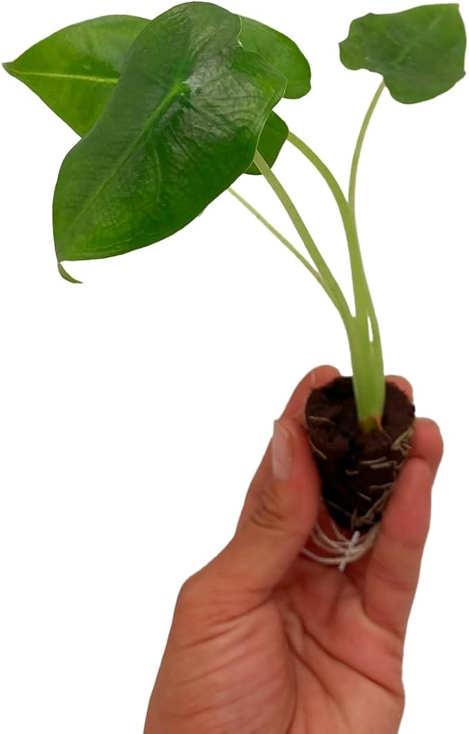 ragnaroc Alocasia Frydek ‘Velvet Elvis’ (Alocasia micholitziana) 4ct – Live Plant for Indoor Outdoor Use, Garden & Landscaping – Live Arrival Guaranteed