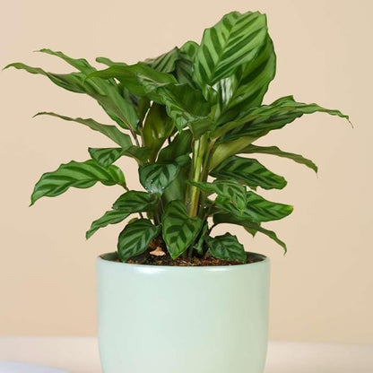 Calathea Coincinna Freddie Live Plant for Indoor | Different Houseplants in 4'' & 6'' Pot | Real House Plant for Living Room, Office, Desk & Bathroom | Peacock Plant | Zebra Plant