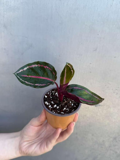 PLANTVERS Live Calathea Plant in 2" Grow Pot – Easy Care & Low Maintenance Tropical Houseplant – Air Purifying Indoor Plant for Low Light & Home Décor (Calathea Roseopicta ‘Illustris’)