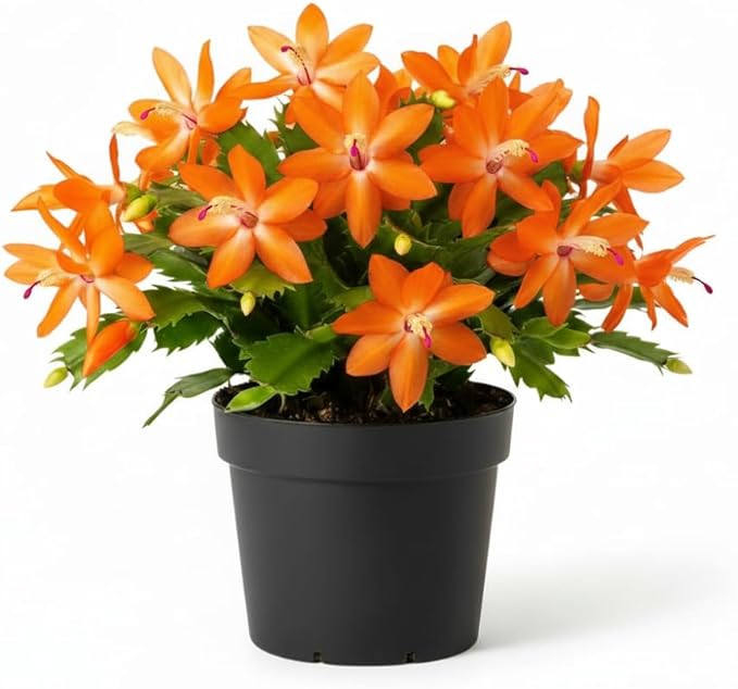Christmas Cactus Live Plant 4 inch Pot, Christmas Flower Plant, Flower Succulents Plants, Holiday Christmas Cactus for Planting (Orange Christmas Cactus)