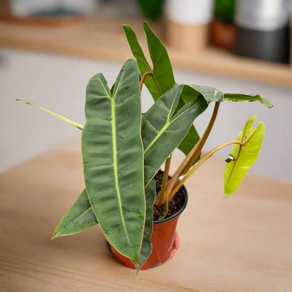 Variegated Philodendron Live Plant 4-8 Inches, Rare Indoor Houseplants for Container Growing (Billiataie Philodendron)